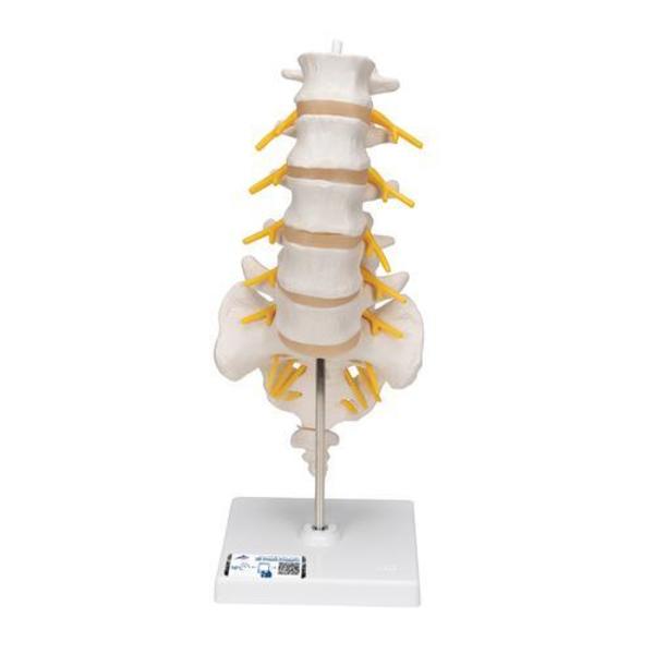 3B Scientific Lumbar Spinal Column - w/ 3B Smart Anatomy 1000146